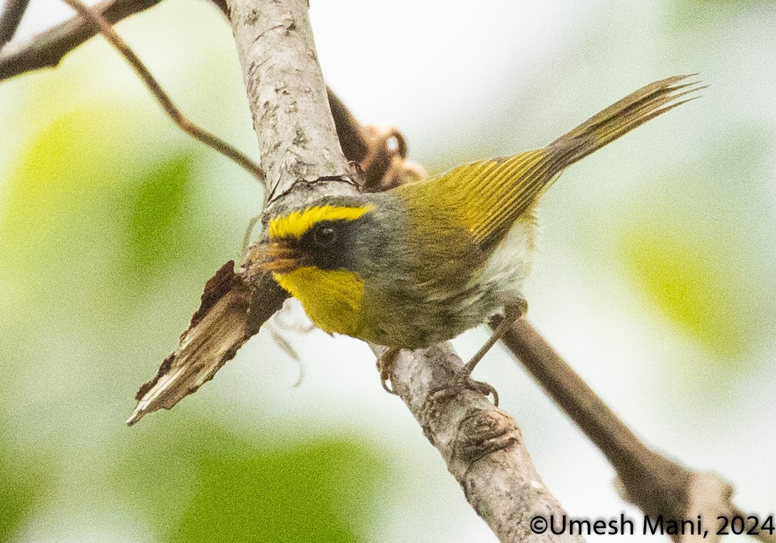 Black-faced Warbler - ML620470721