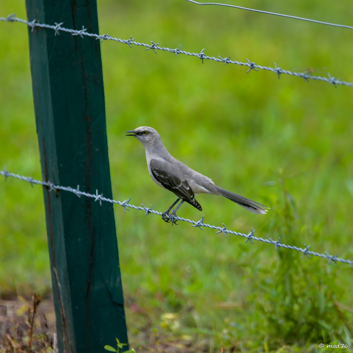 Tropical Mockingbird - ML620470723