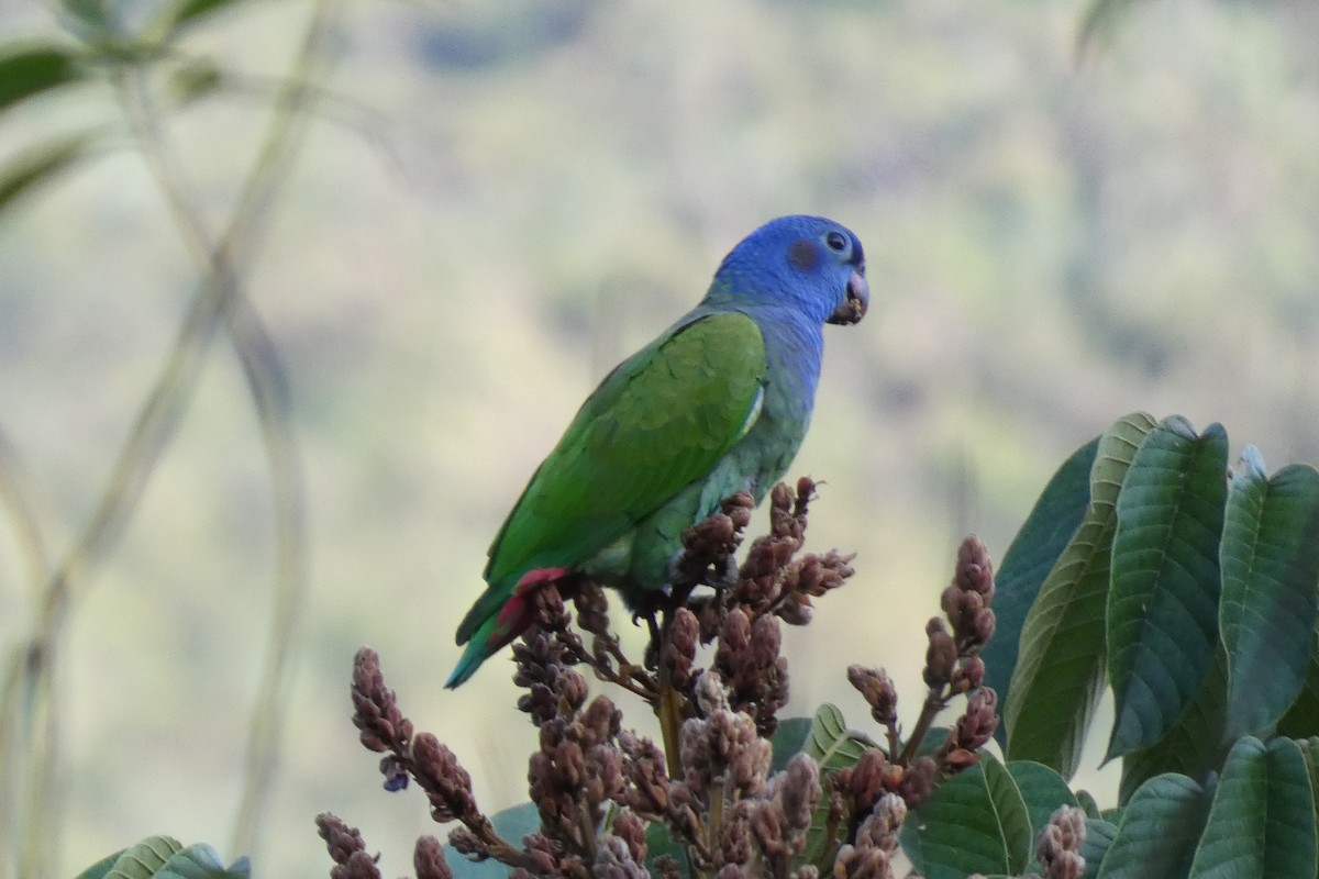 Pione à tête bleue - ML620470727