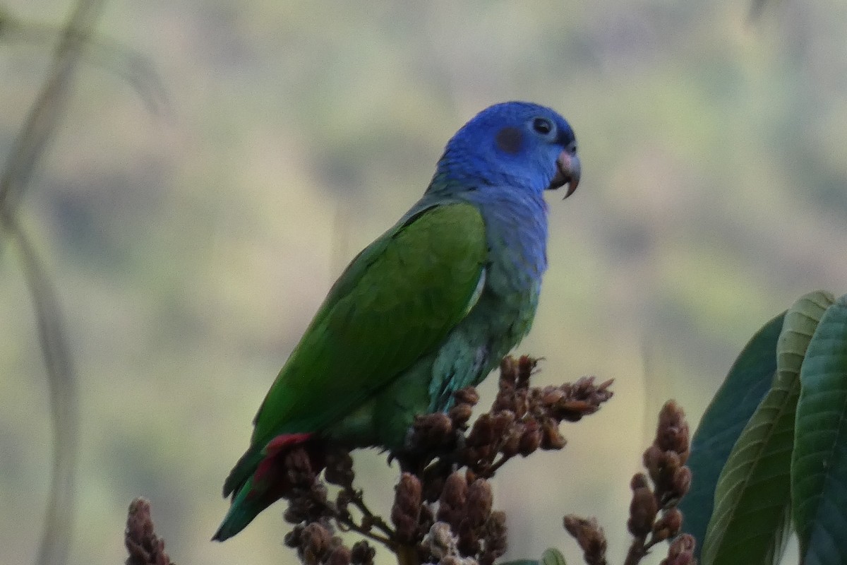 Blue-headed Parrot - ML620470728