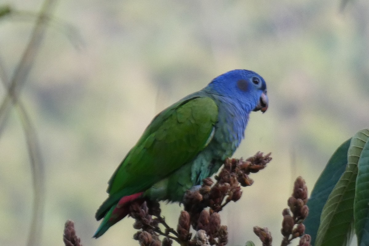 Папуга-червоногуз синьоголовий - ML620470730