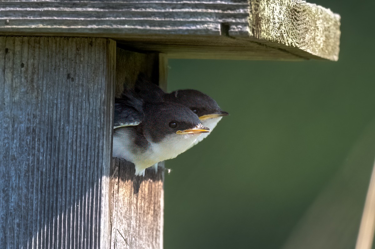 Tree Swallow - ML620470731