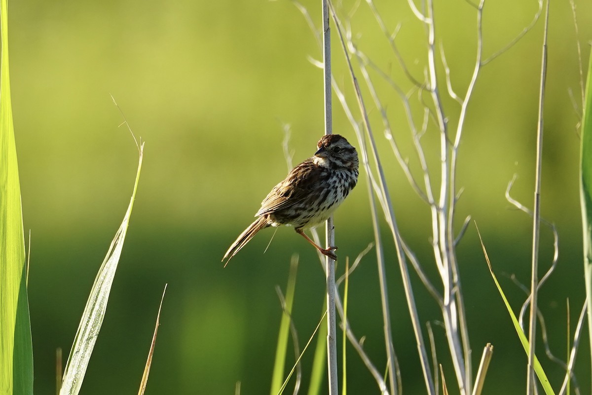 Song Sparrow - ML620470732