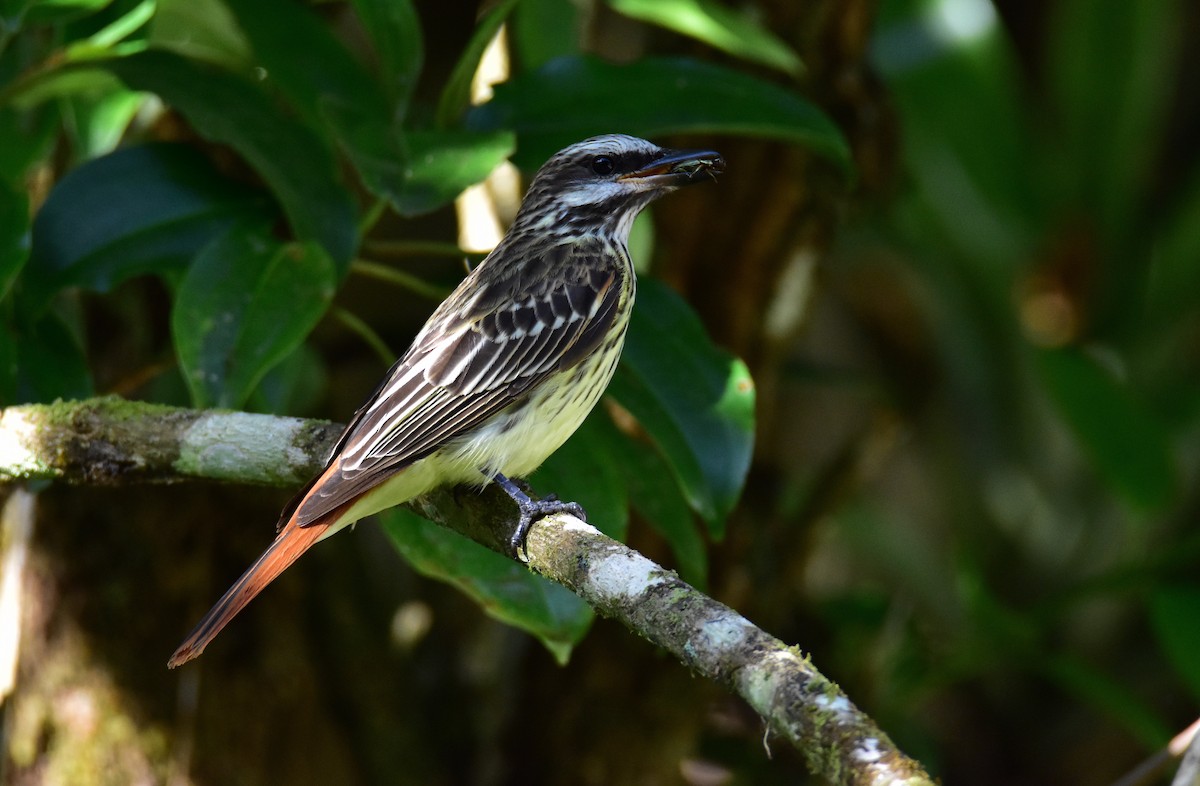 Sulphur-bellied Flycatcher - ML620470735