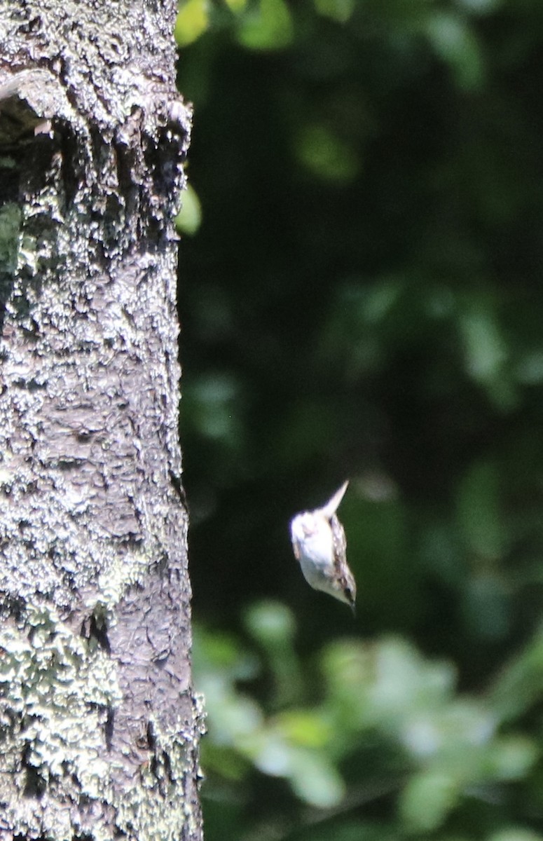 Brown Creeper - ML620470736