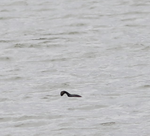 Eared Grebe - ML620470737