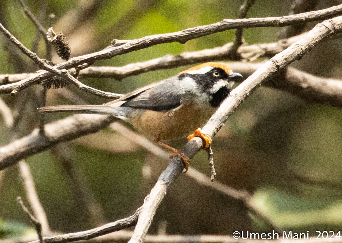 Black-throated Tit - Umesh Mani