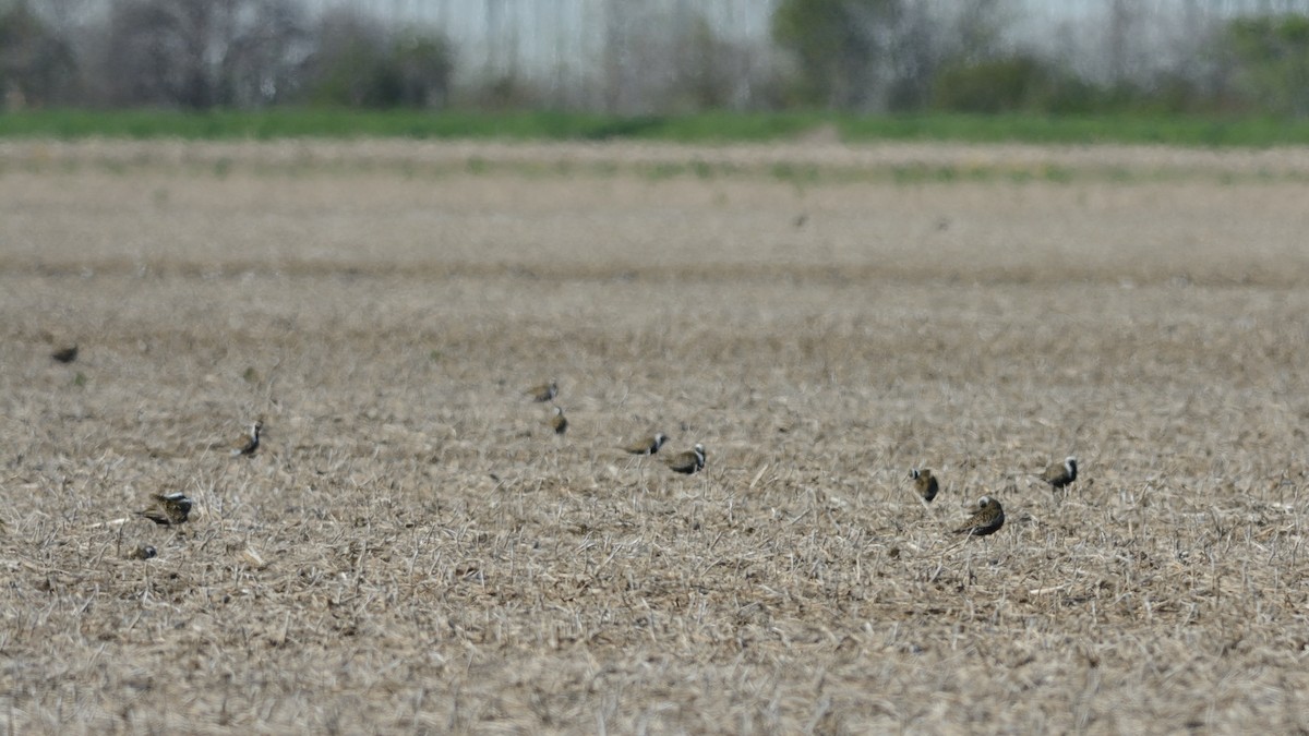 American Golden-Plover - ML620470743