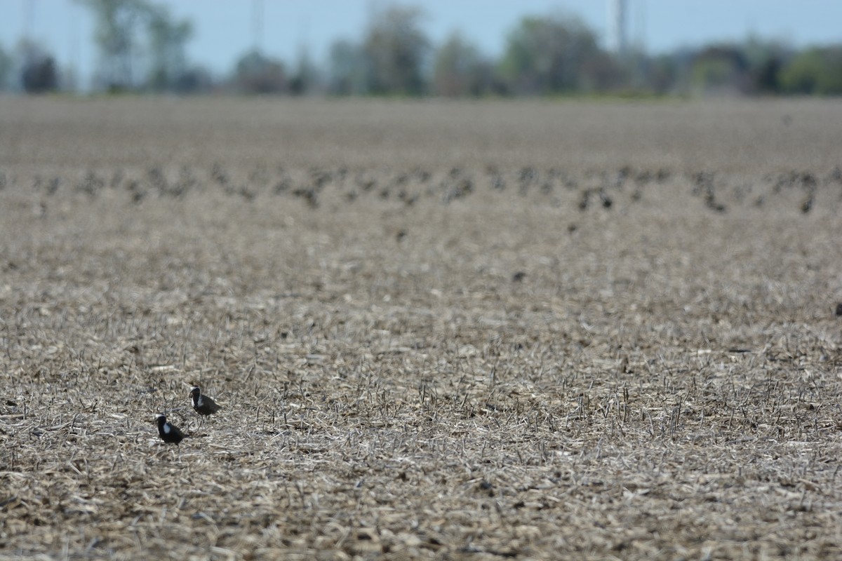 American Golden-Plover - Mark Field