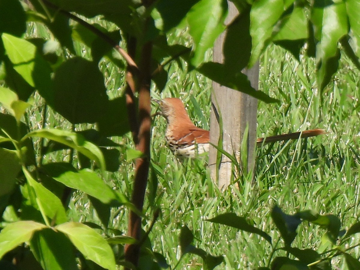 Brown Thrasher - ML620470745