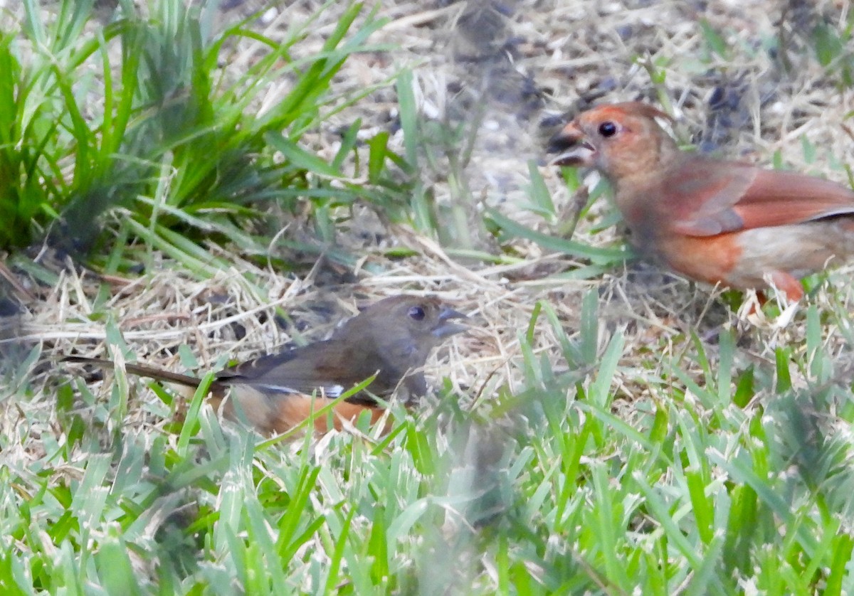 Eastern Towhee - ML620470751