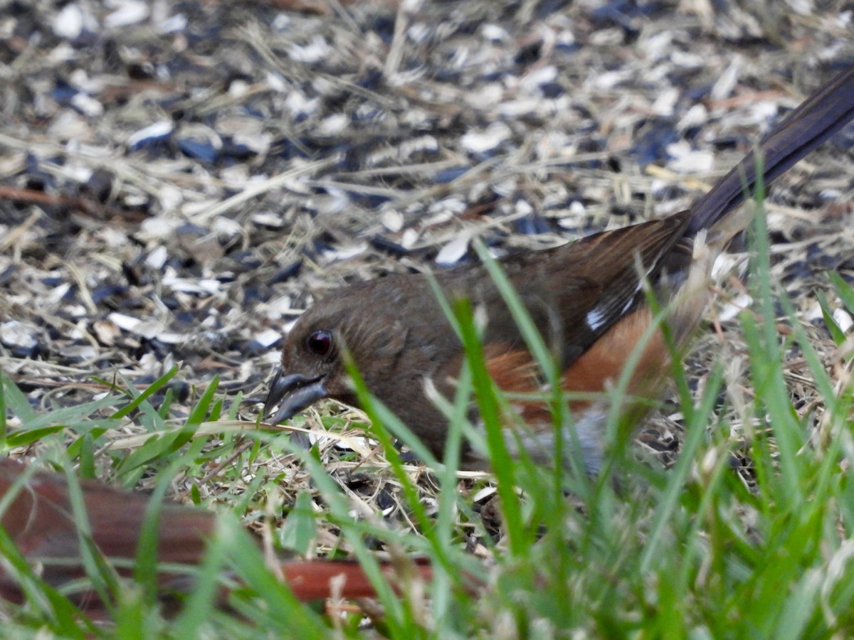 Eastern Towhee - ML620470752