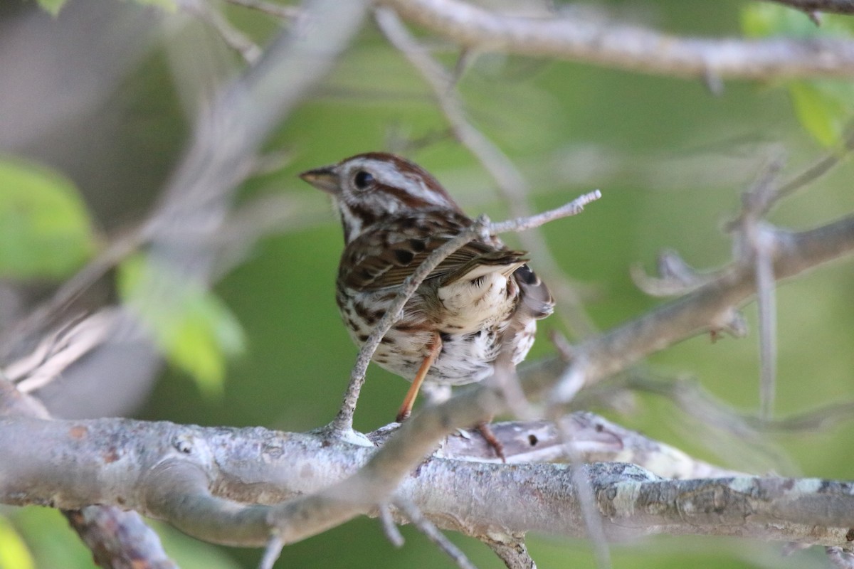 Song Sparrow - Kelly Krechmer