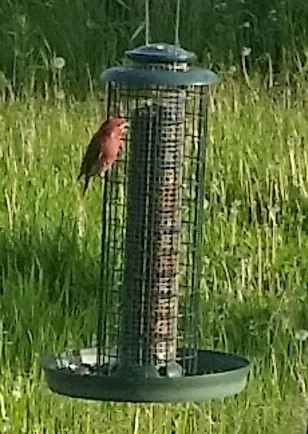 Purple Finch - ML620470759