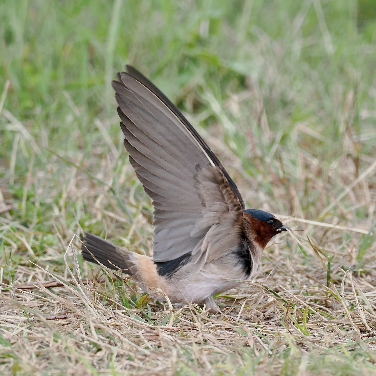 サンショクツバメ（pyrrhonota グループ） - ML620470763