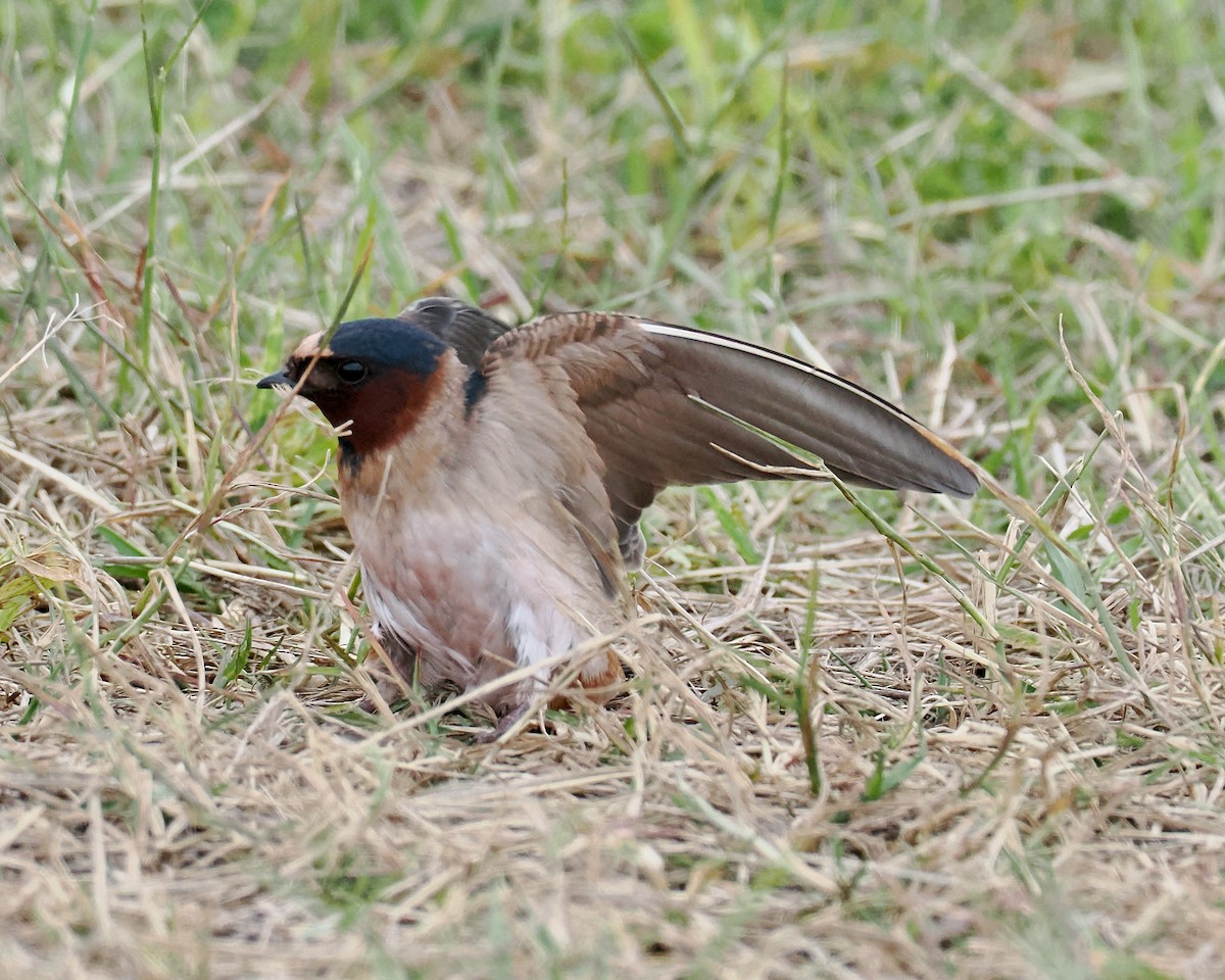 Cliff Swallow (pyrrhonota Group) - Peder Svingen