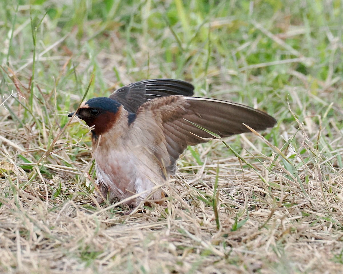 Golondrina Risquera (grupo pyrrhonota) - ML620470766