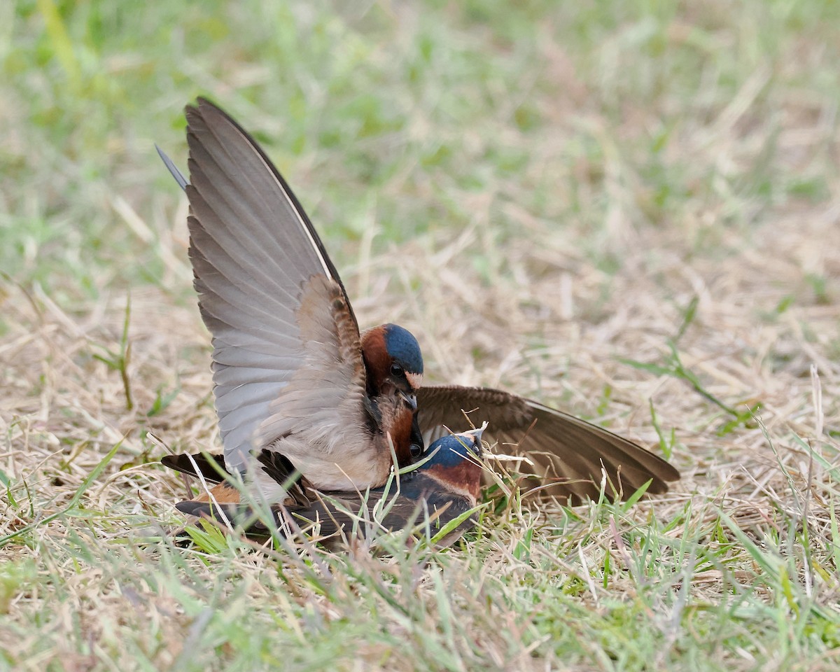 Golondrina Risquera (grupo pyrrhonota) - ML620470777