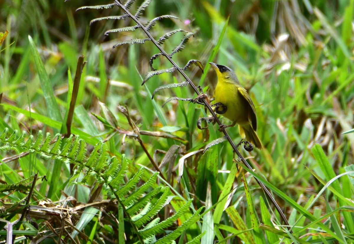 Gray-crowned Yellowthroat - ML620470798