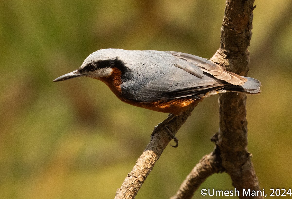 Chestnut-bellied Nuthatch - ML620470805