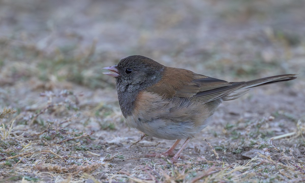 Junco ardoisé (groupe oreganus) - ML620470809