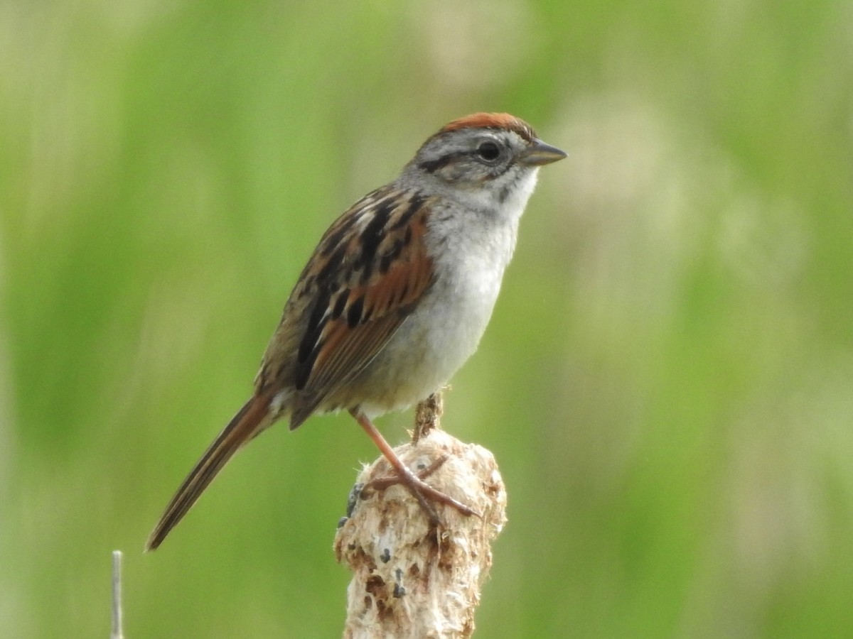 Swamp Sparrow - ML620470811