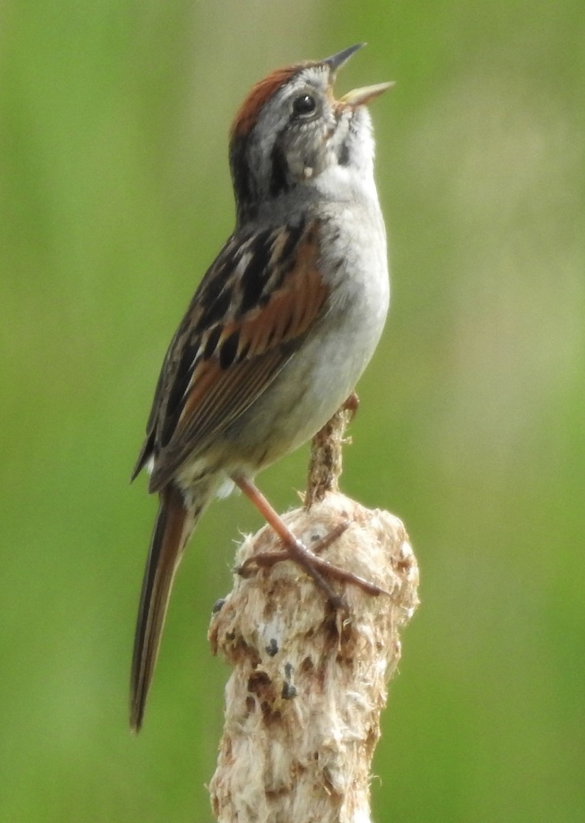 Swamp Sparrow - ML620470812