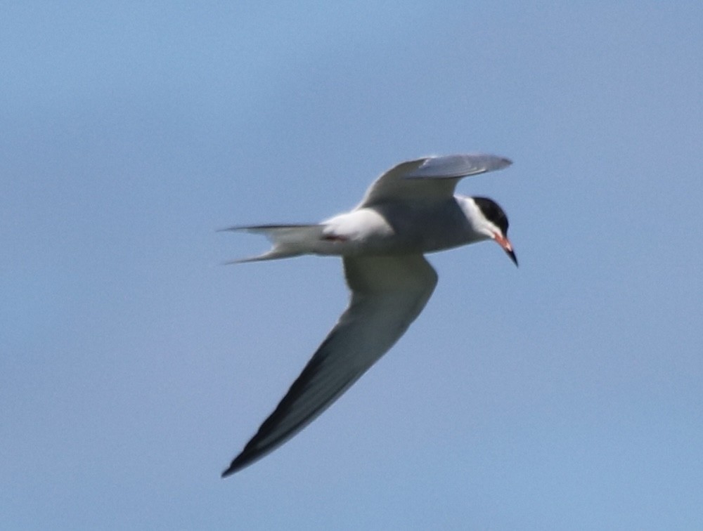 Common Tern - ML620470813