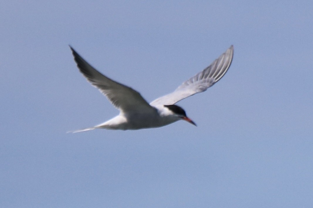 Common Tern - ML620470814