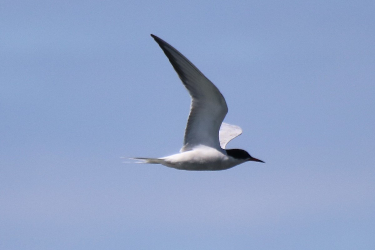 Common Tern - ML620470815