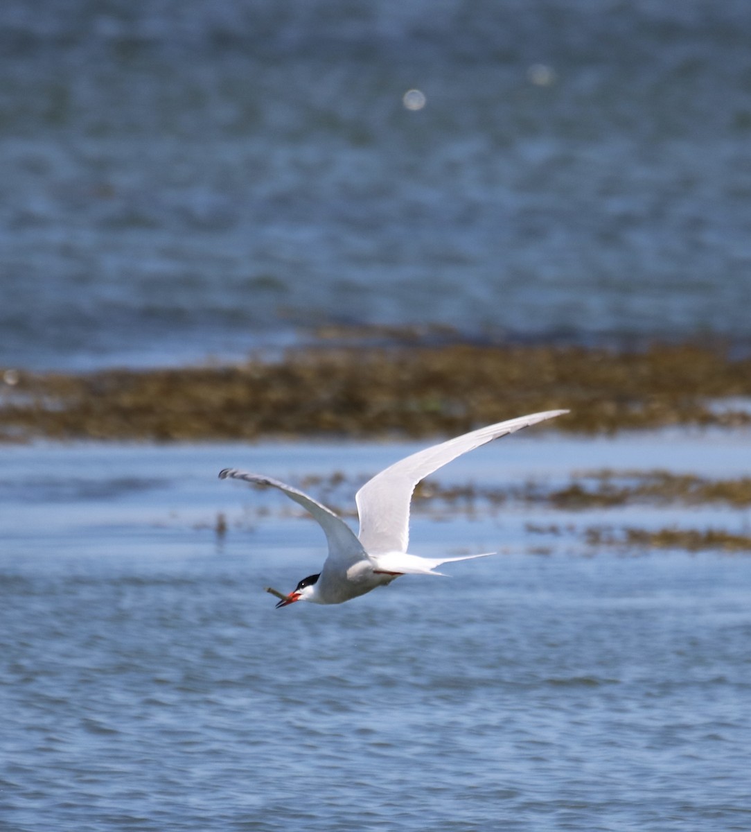 Common Tern - ML620470817