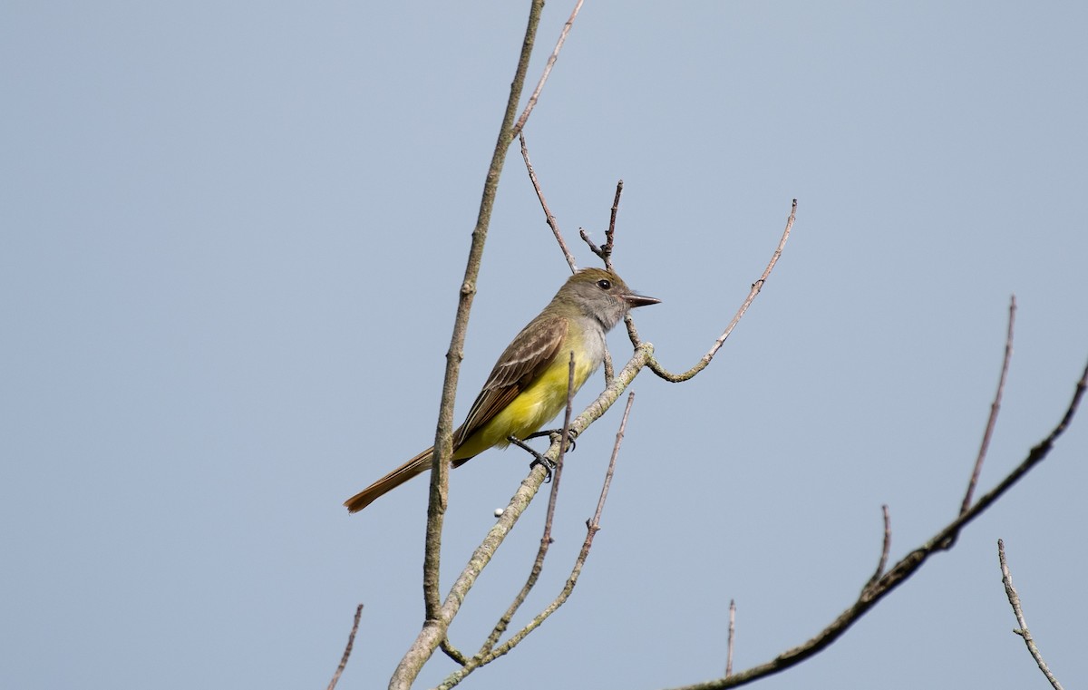 Great Crested Flycatcher - ML620470820