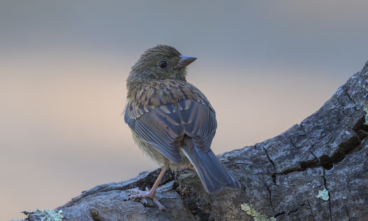 Junco ardoisé (groupe oreganus) - ML620470821