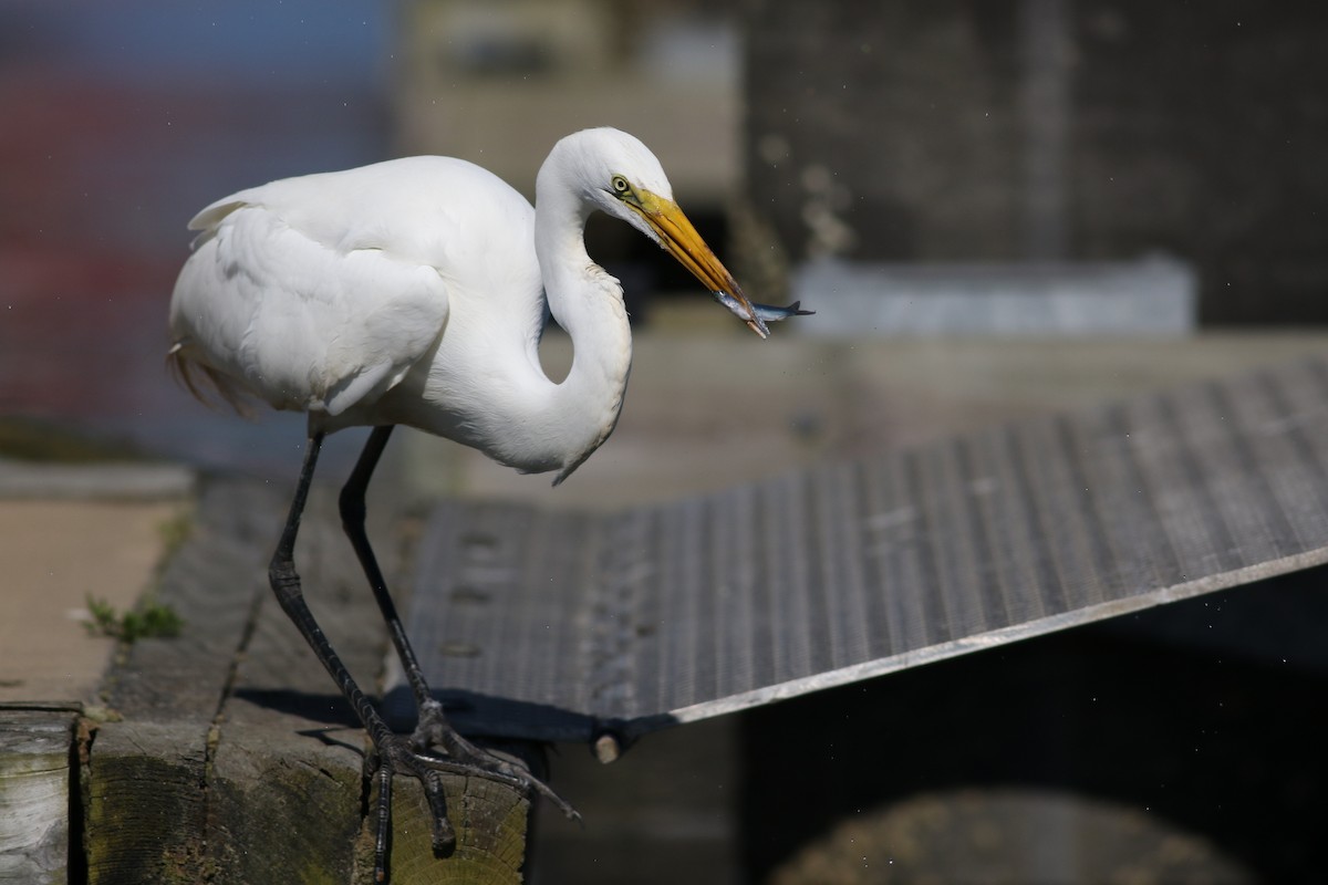 Great Egret - Lily Morello