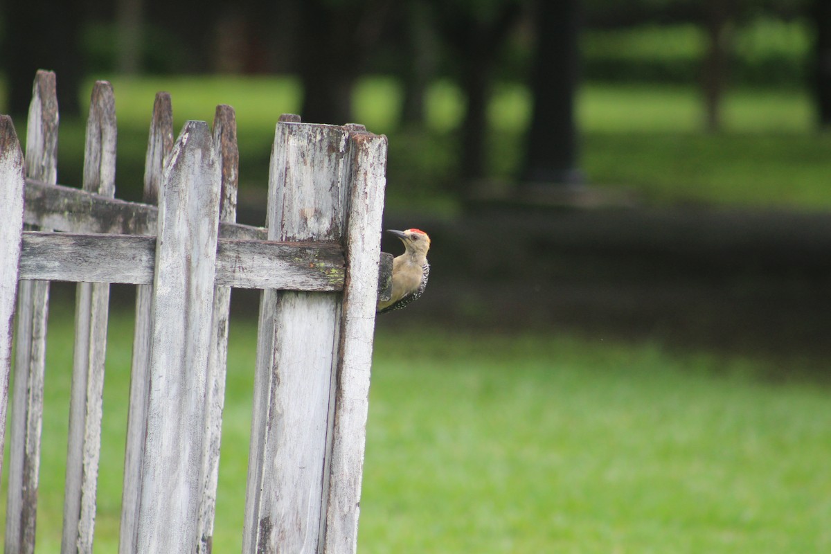 Hoffmann's Woodpecker - ML620470826