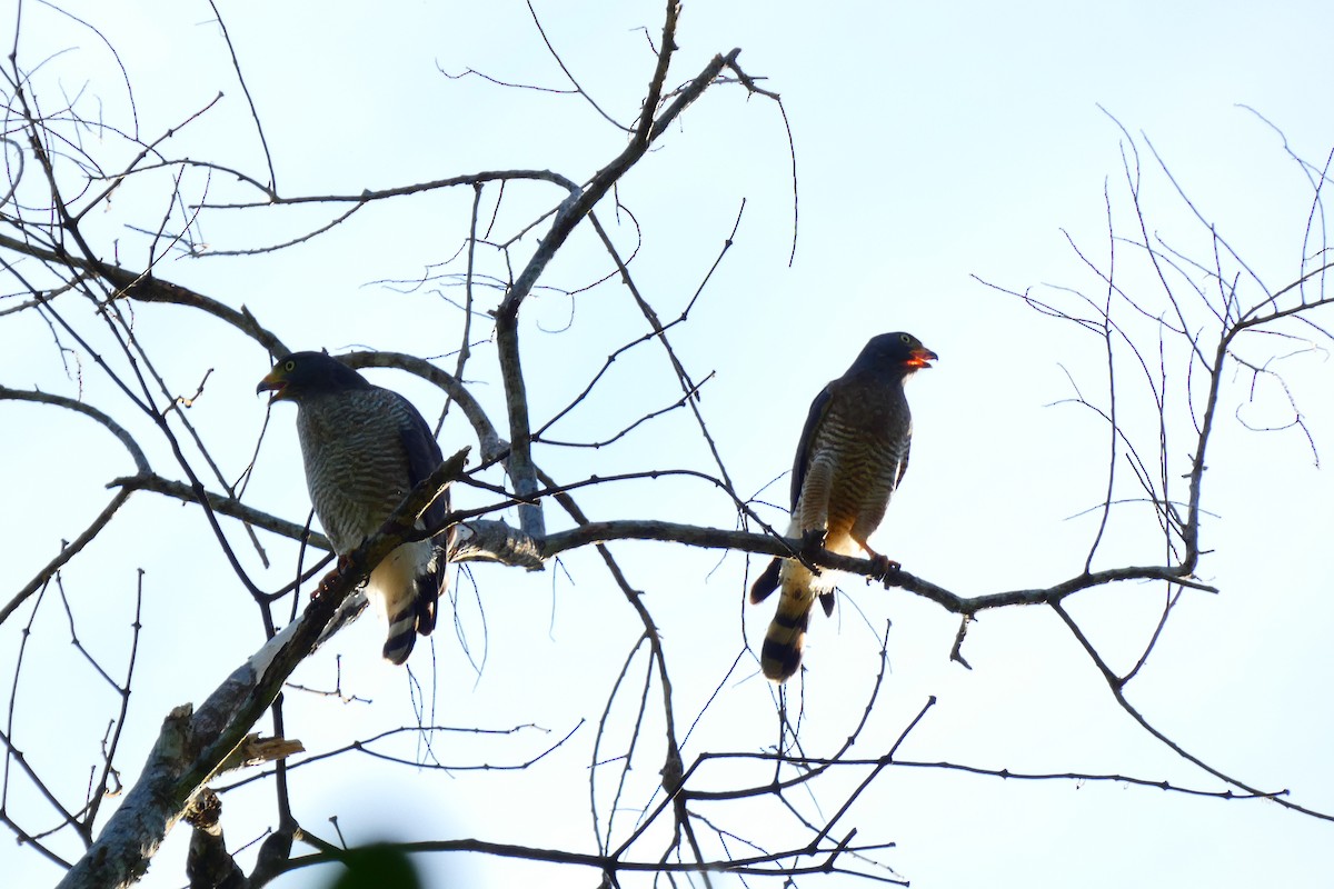 Roadside Hawk - ML620470830