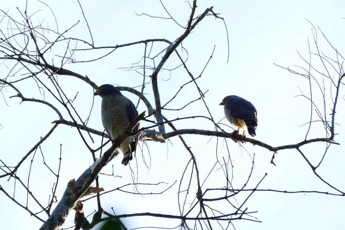 Roadside Hawk - ML620470831