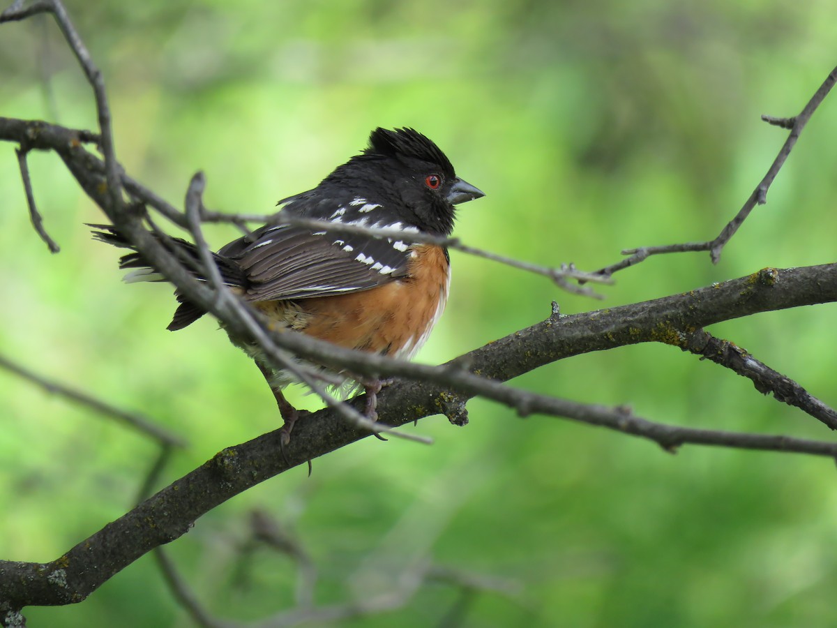 Spotted Towhee - ML620470832