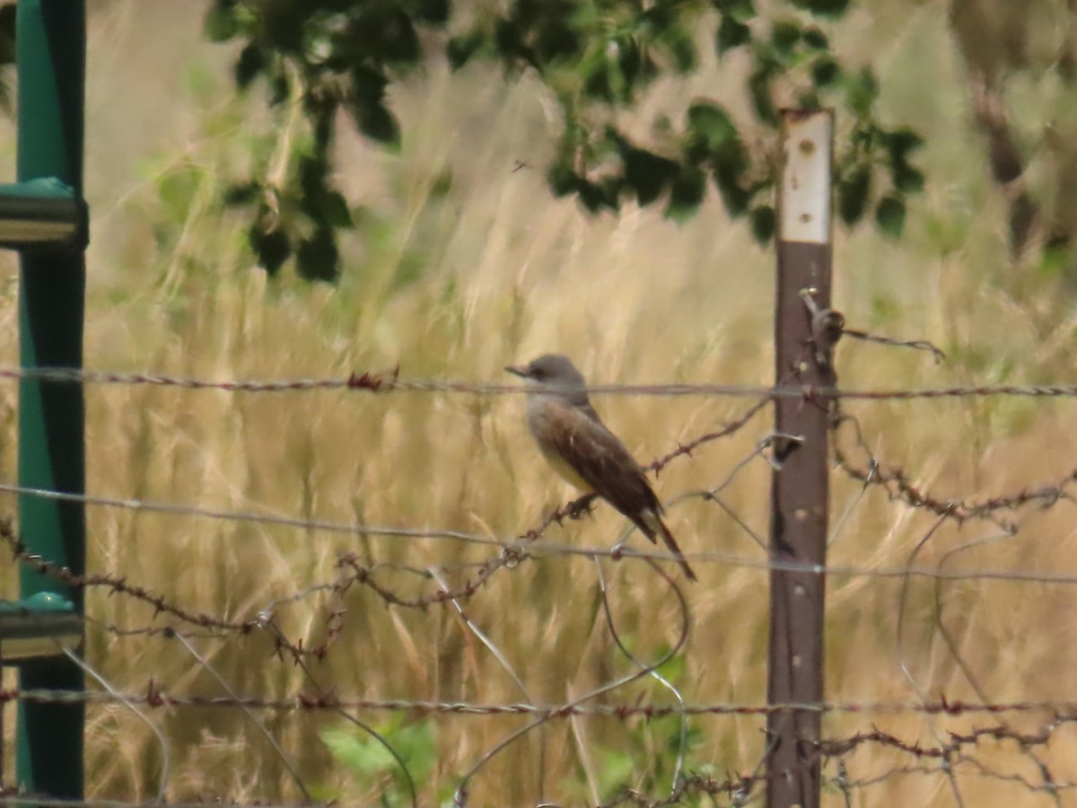 Cassin's Kingbird - ML620470834
