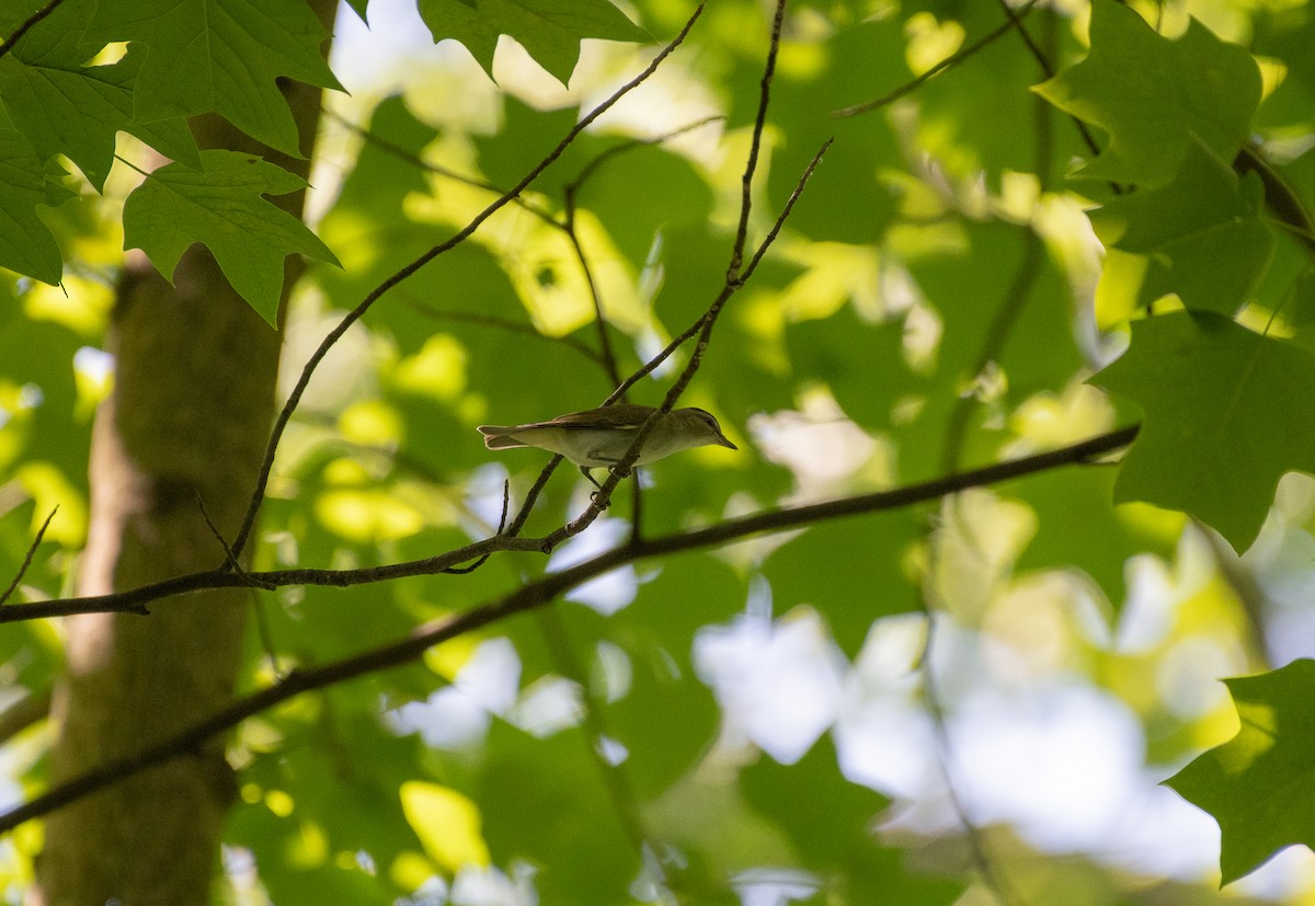 Red-eyed Vireo - ML620470835