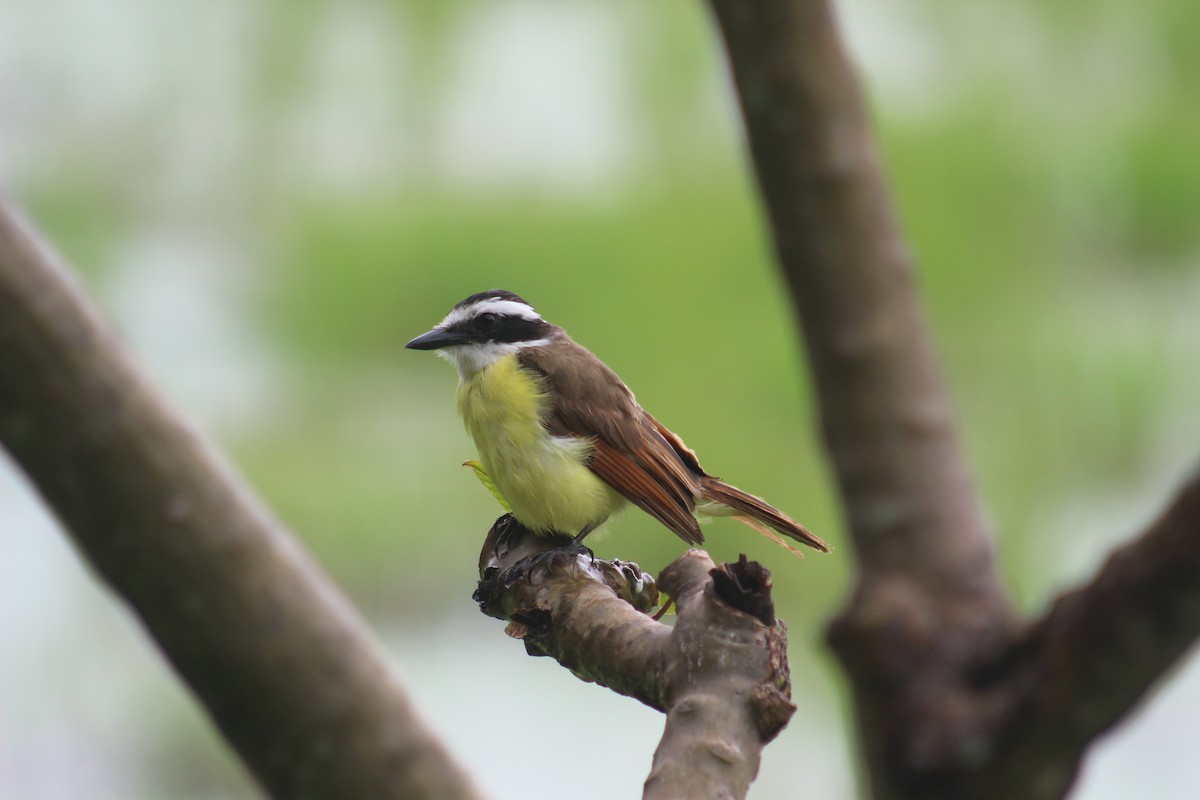 Social Flycatcher - ML620470836