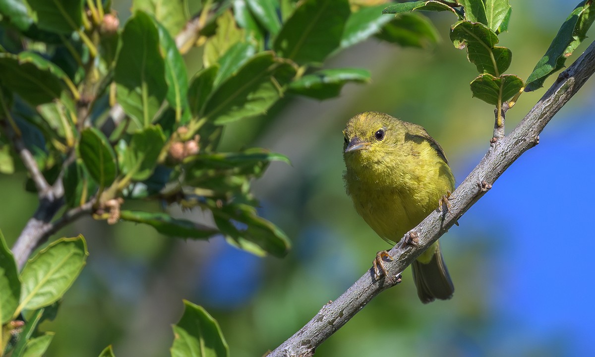 Orange-crowned Warbler - ML620470845