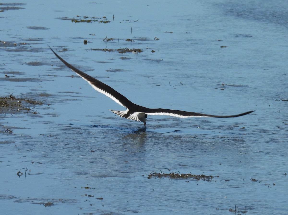 Black Skimmer - ML620470847