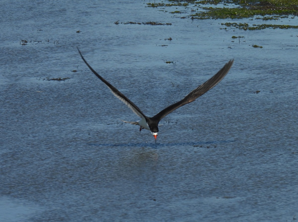 Водоріз американський - ML620470848