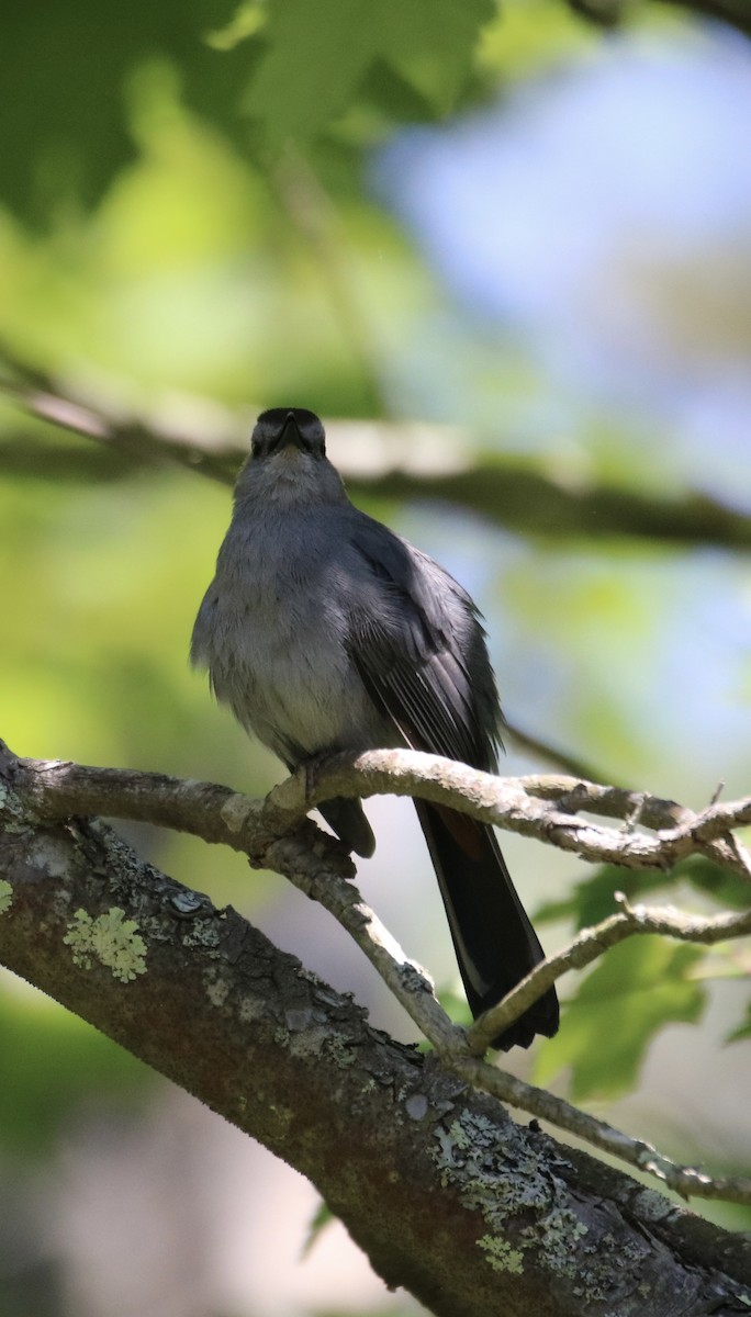 Gray Catbird - ML620470854