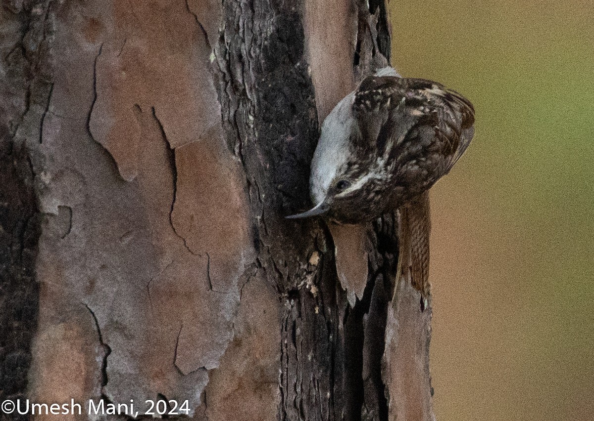 Bar-tailed Treecreeper - ML620470856