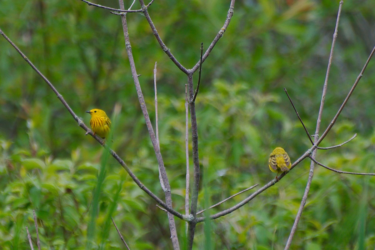 Yellow Warbler - ML620470863