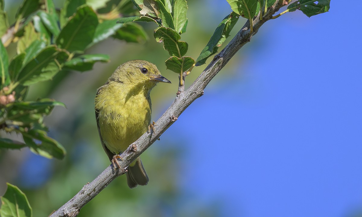 Orange-crowned Warbler - ML620470865