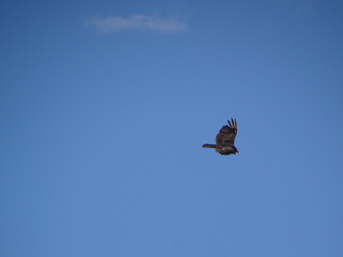 Turkey Vulture - ML620470869