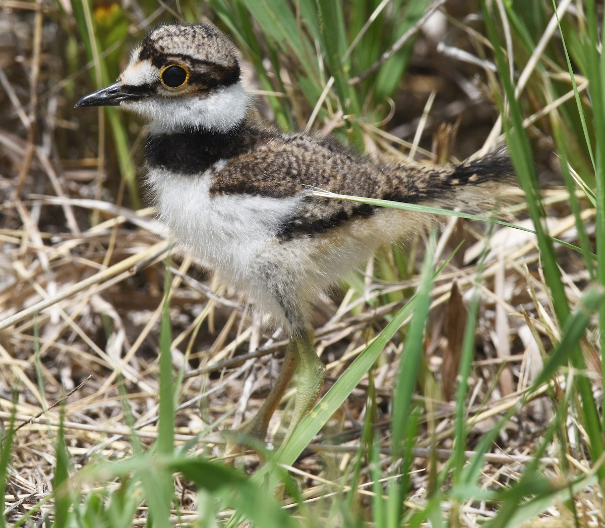 Killdeer - ML620470871